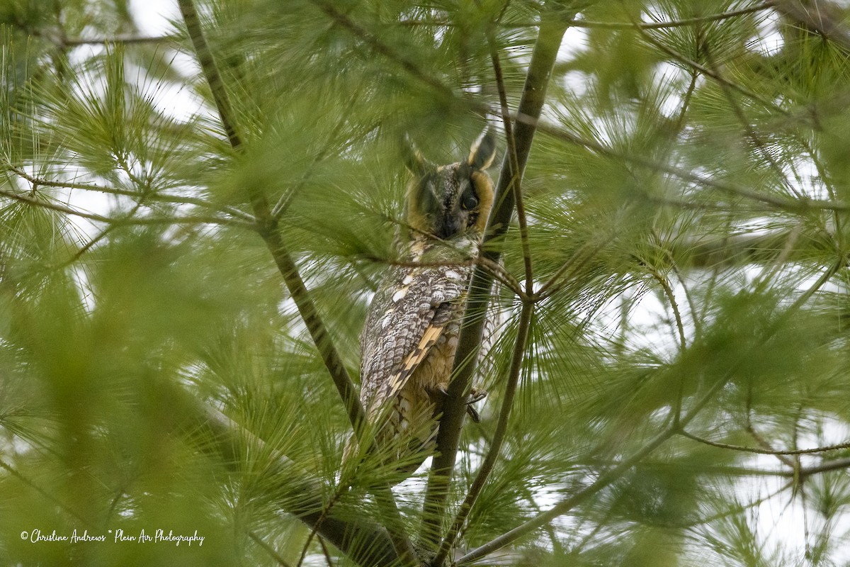 Long-eared Owl - ML320001051