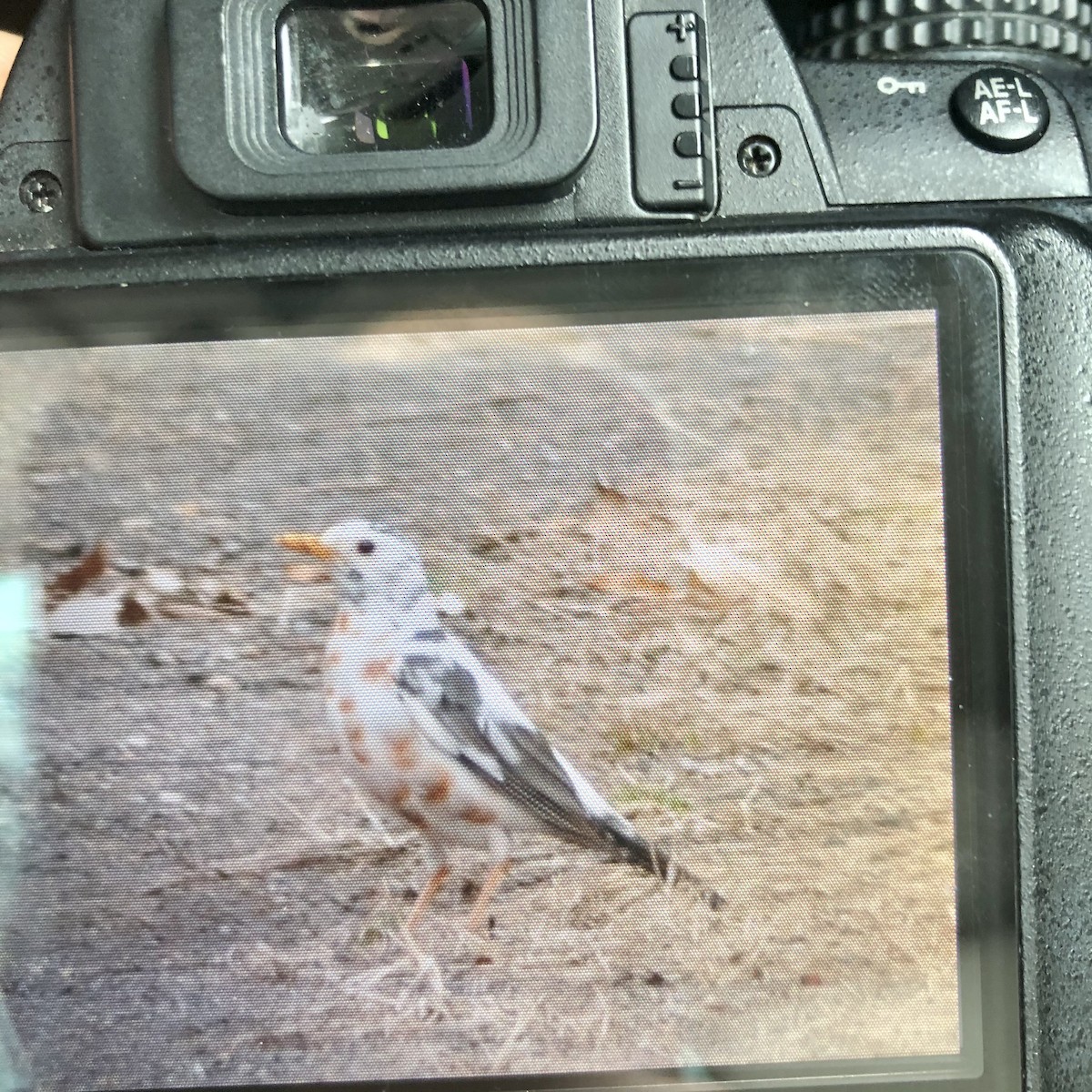 American Robin - ML320001271
