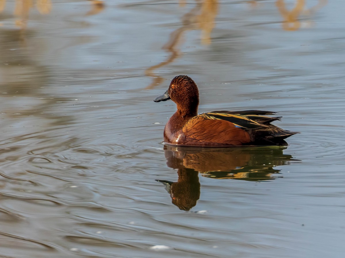 Cinnamon Teal - Matt Boley