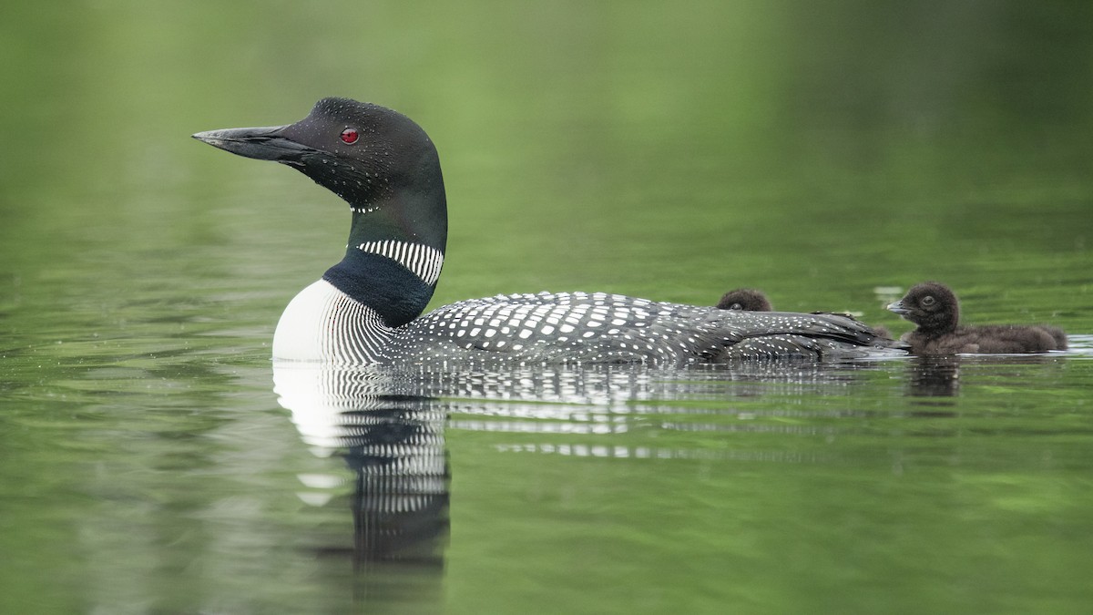 Common Loon - ML320002041