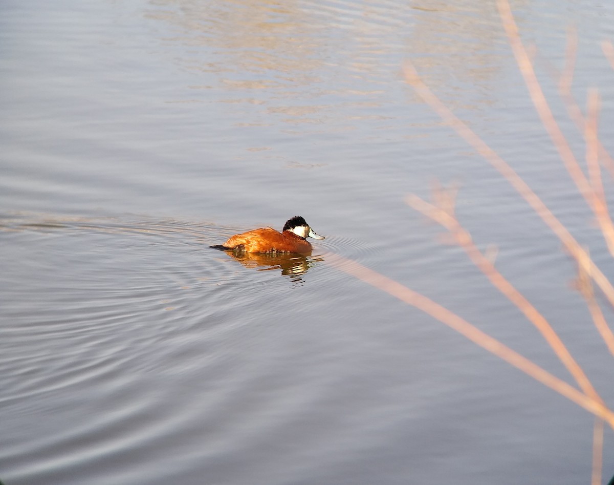 Ruddy Duck - ML320003021