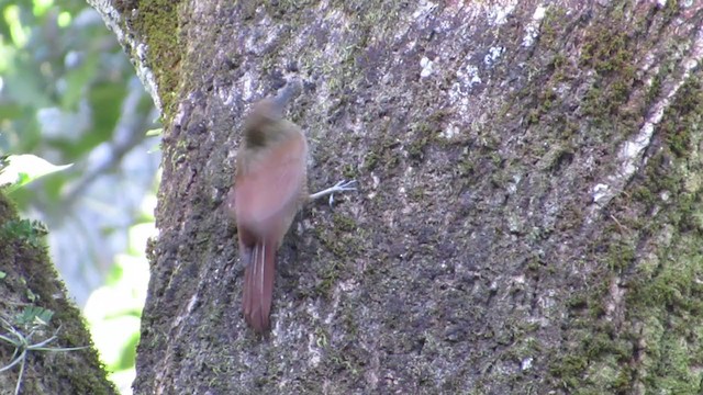 Northern Barred-Woodcreeper - ML320003331