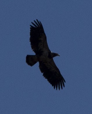 Bald Eagle - ML320004061