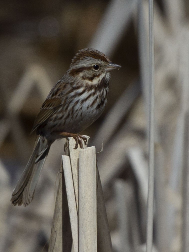 Song Sparrow - ML320004651