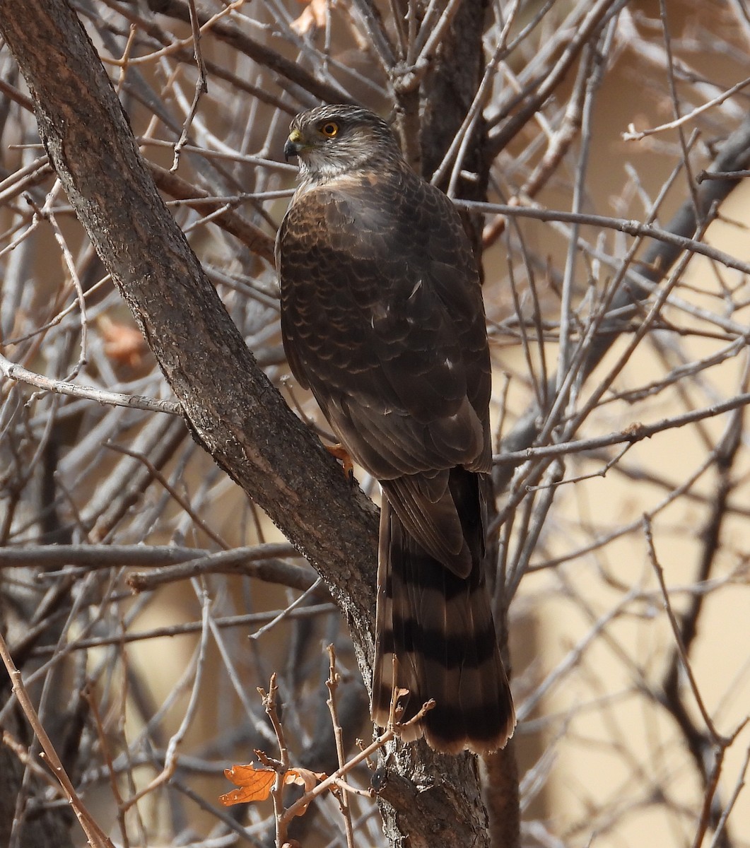 Sharp-shinned Hawk - Joan Grant