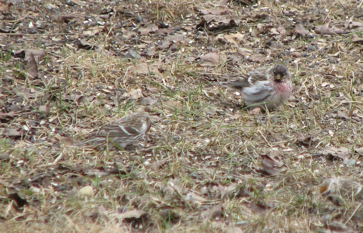 Common Redpoll - ML320008121