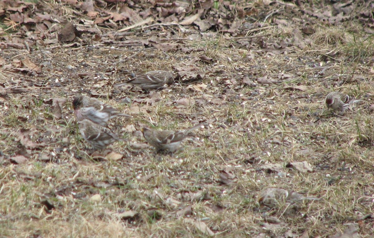 Common Redpoll - Dennis Doiron