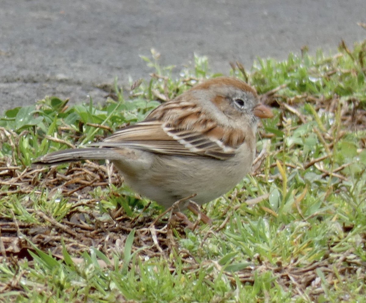 Field Sparrow - ML320008791
