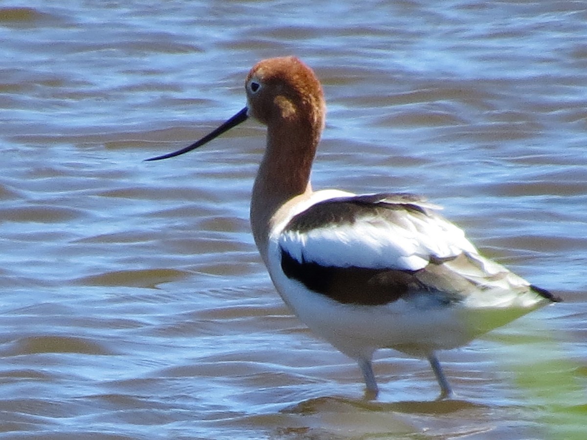 American Avocet - ML320009061