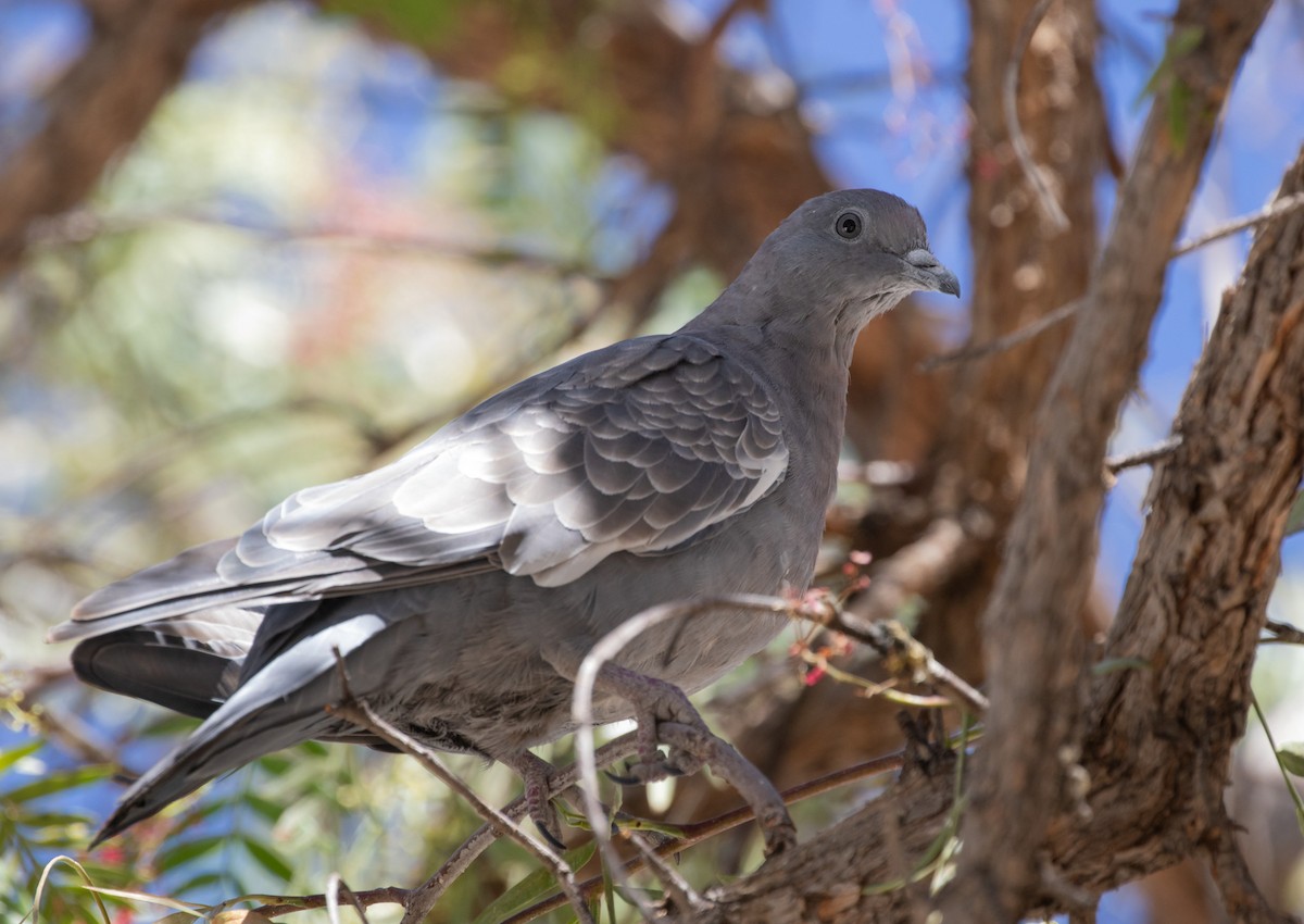 Spot-winged Pigeon - ML320009871