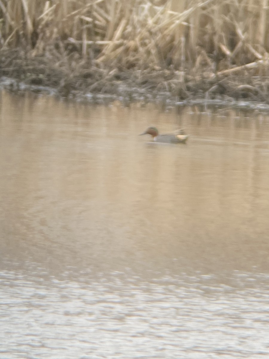 Alzavola - ML320010321