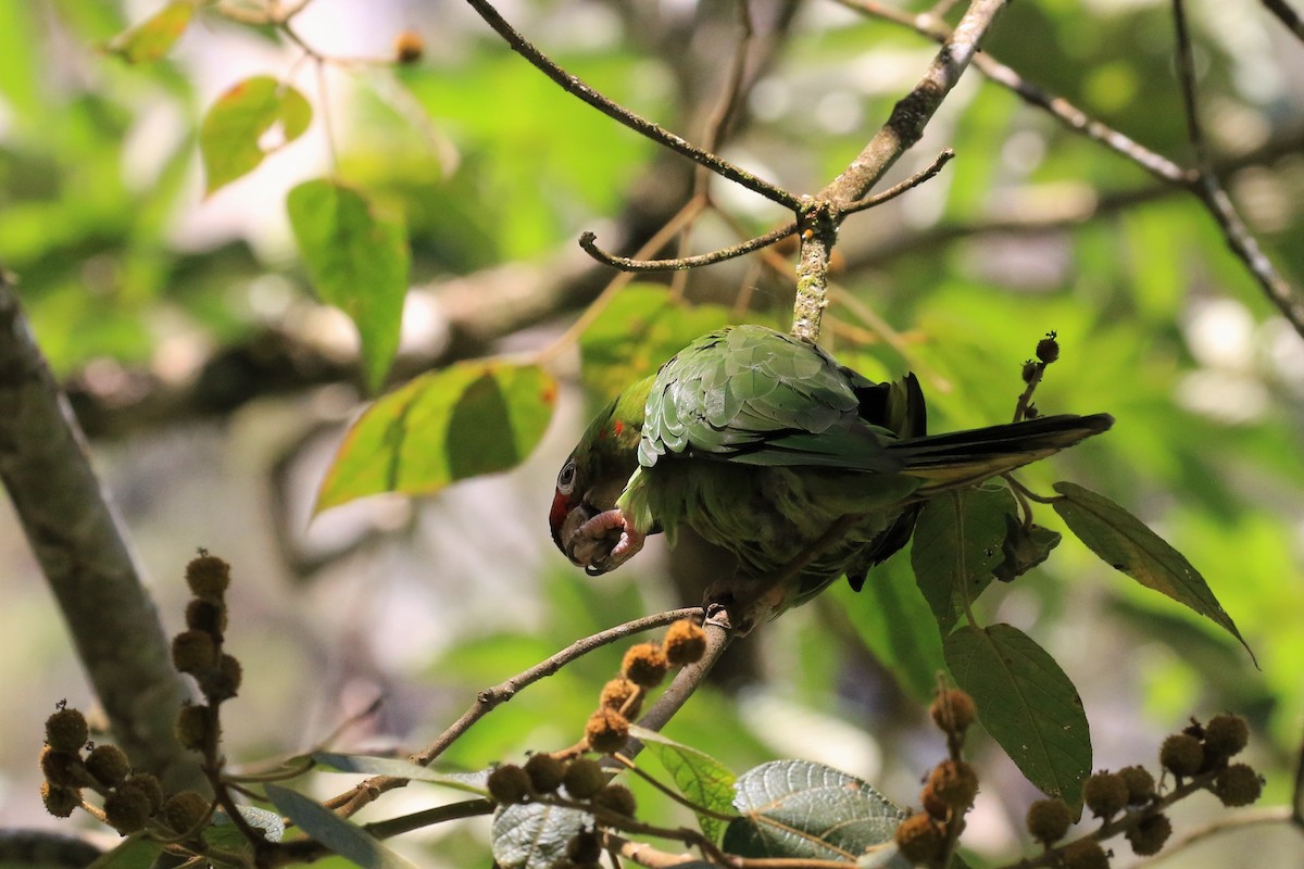 Mitred Parakeet - ML320010981