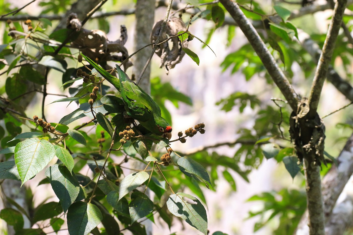 Mitred Parakeet - ML320011011