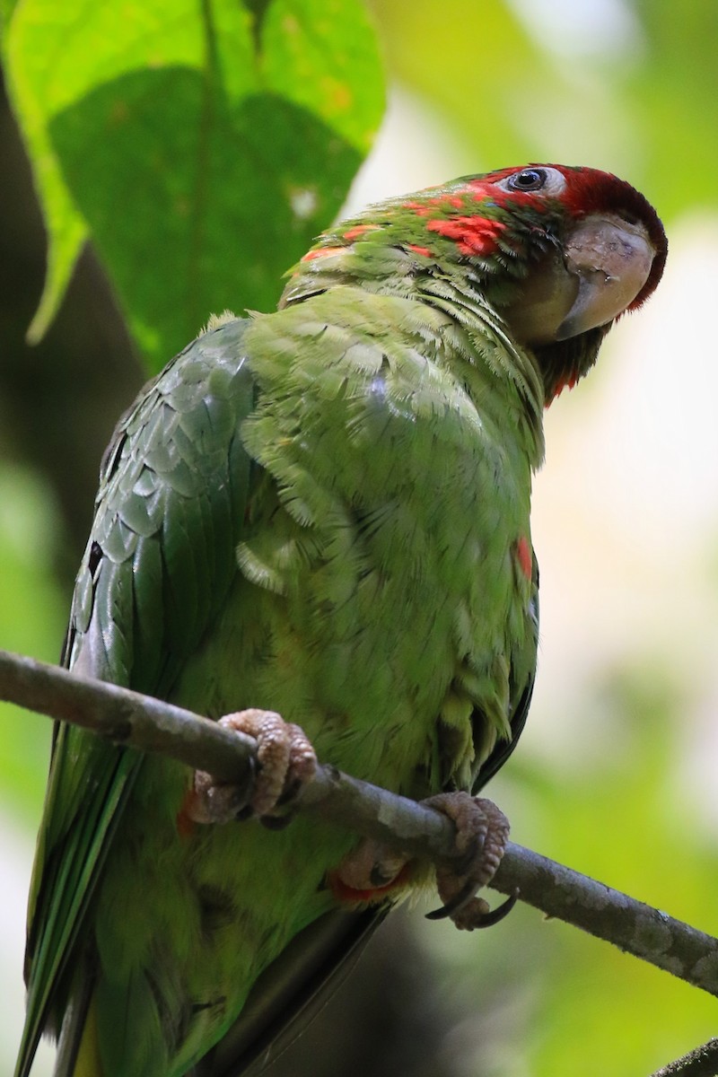 Mitred Parakeet - ML320011051