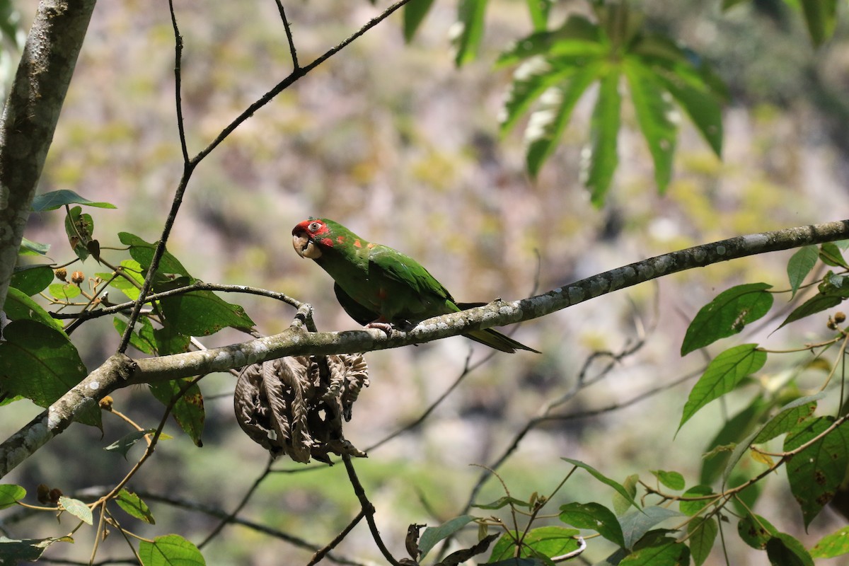 Aratinga Mitrada - ML320011091