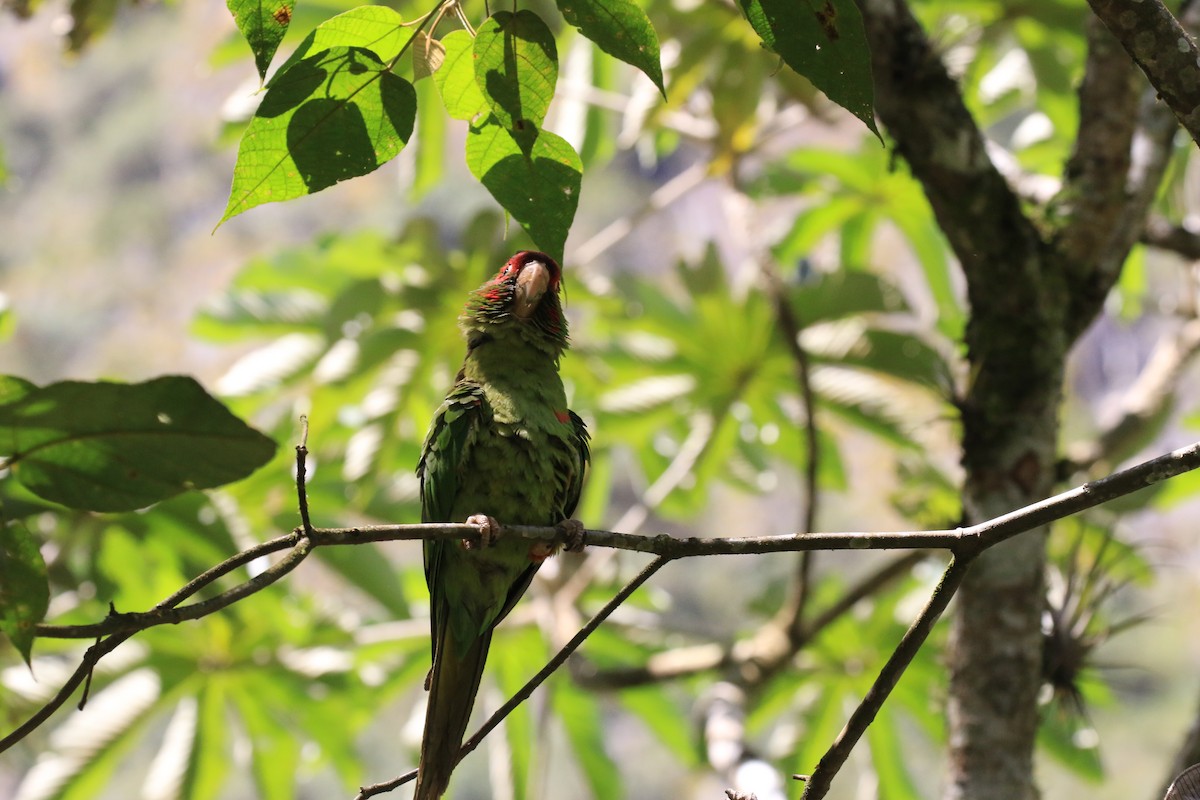 Mitred Parakeet - ML320011101