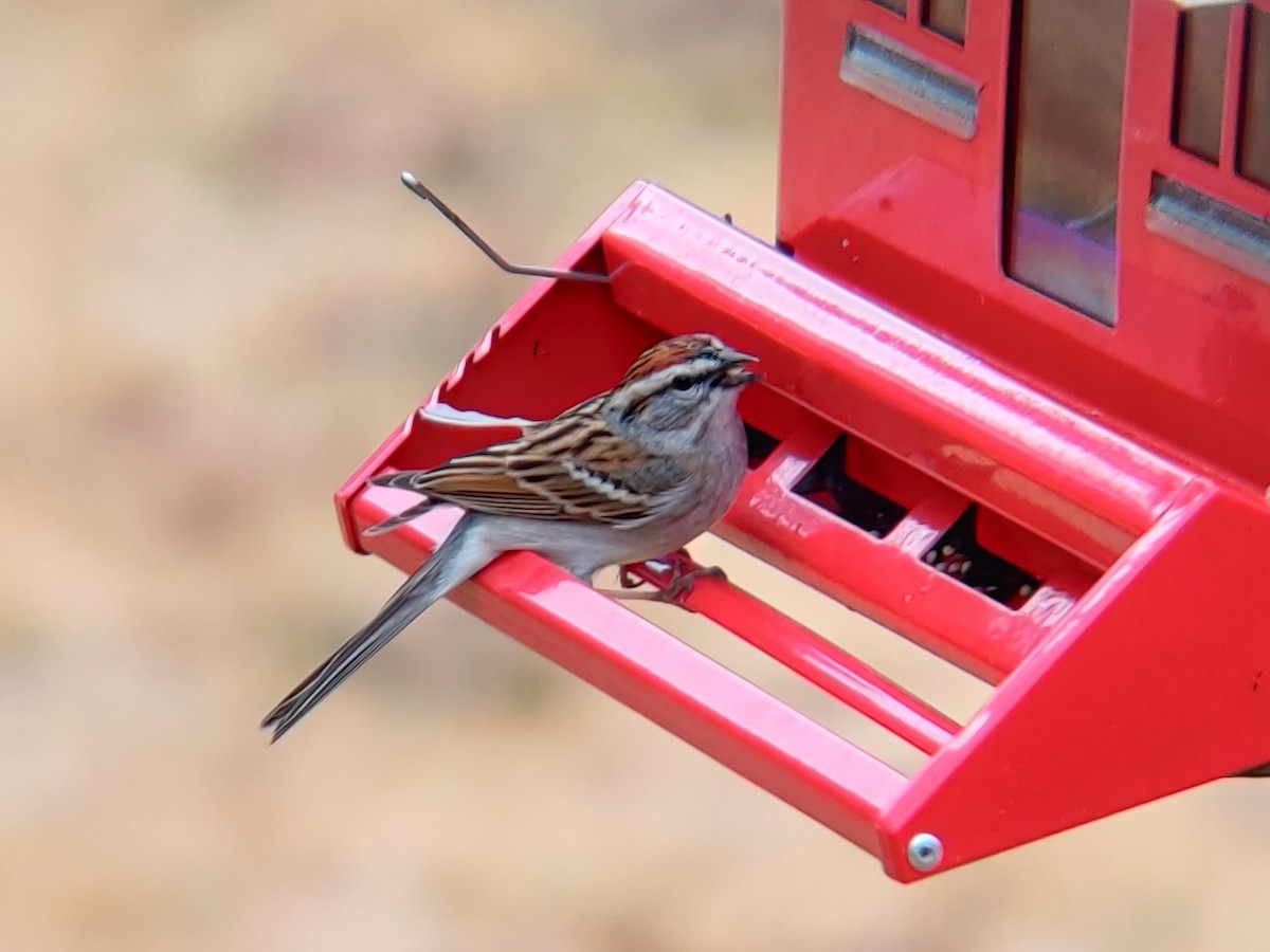 Chipping Sparrow - Will Bennett