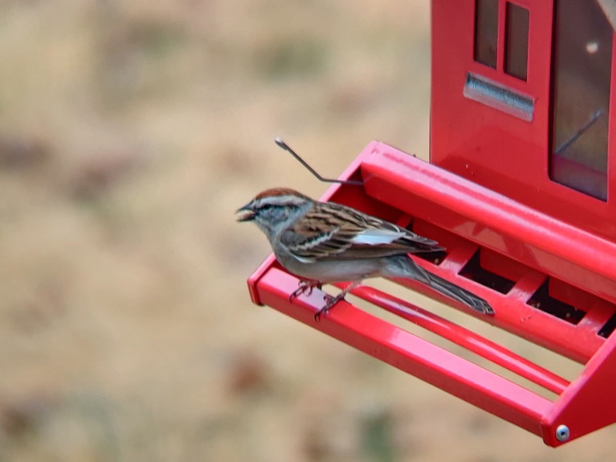 Chipping Sparrow - ML320011231