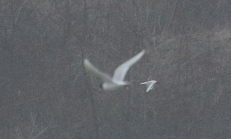 Mediterranean Gull - ML320011361