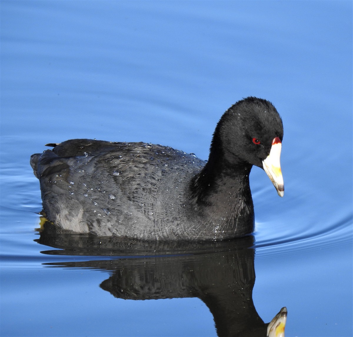 American Coot - ML320011451