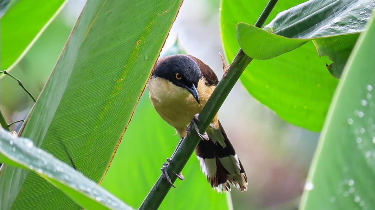 Black-capped Donacobius - Rogney Germeind Quibilan (Birdwatchers507) @Natyciencia507