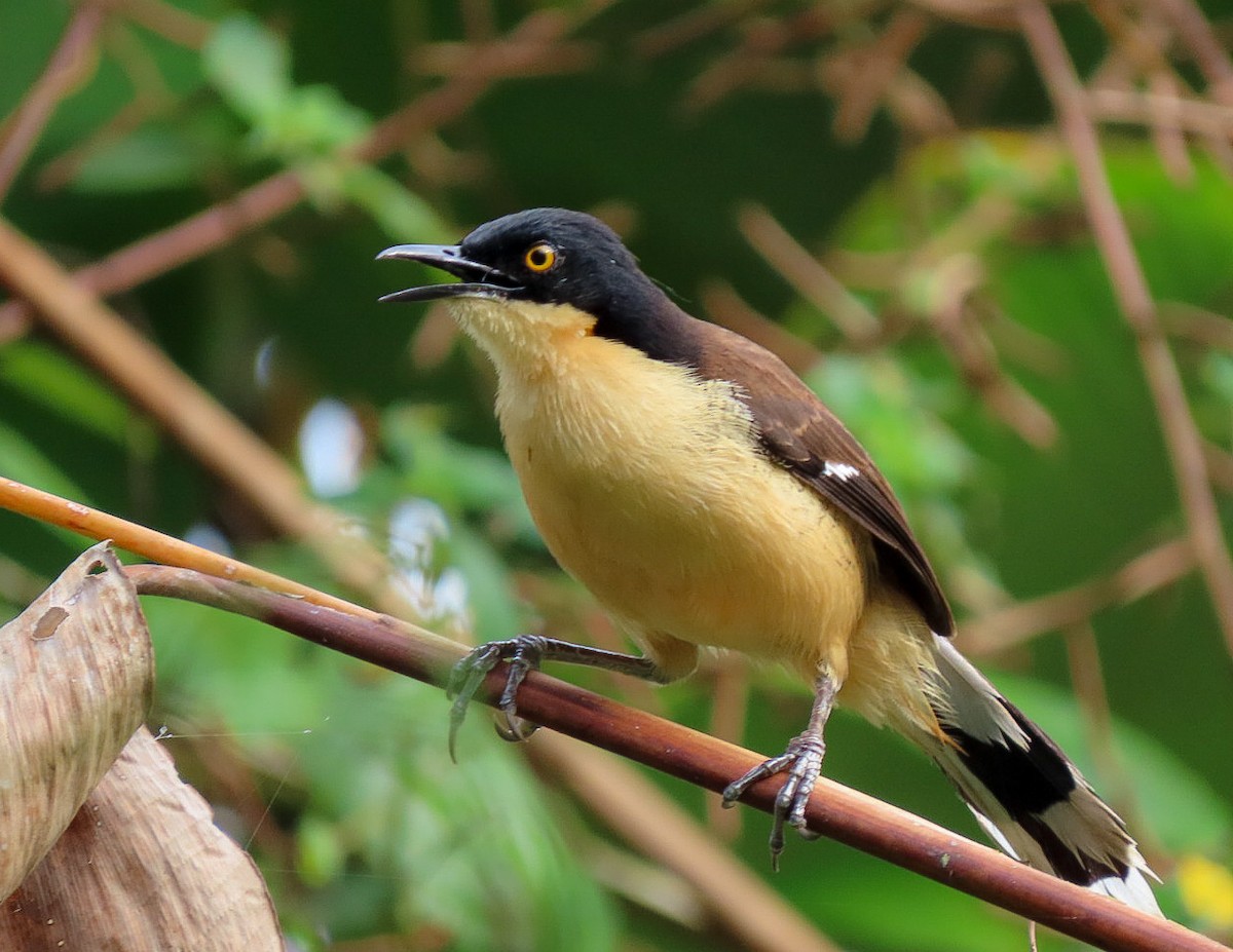 Black-capped Donacobius - Rogney Germeind Quibilan (Birdwatchers507) @Natyciencia507