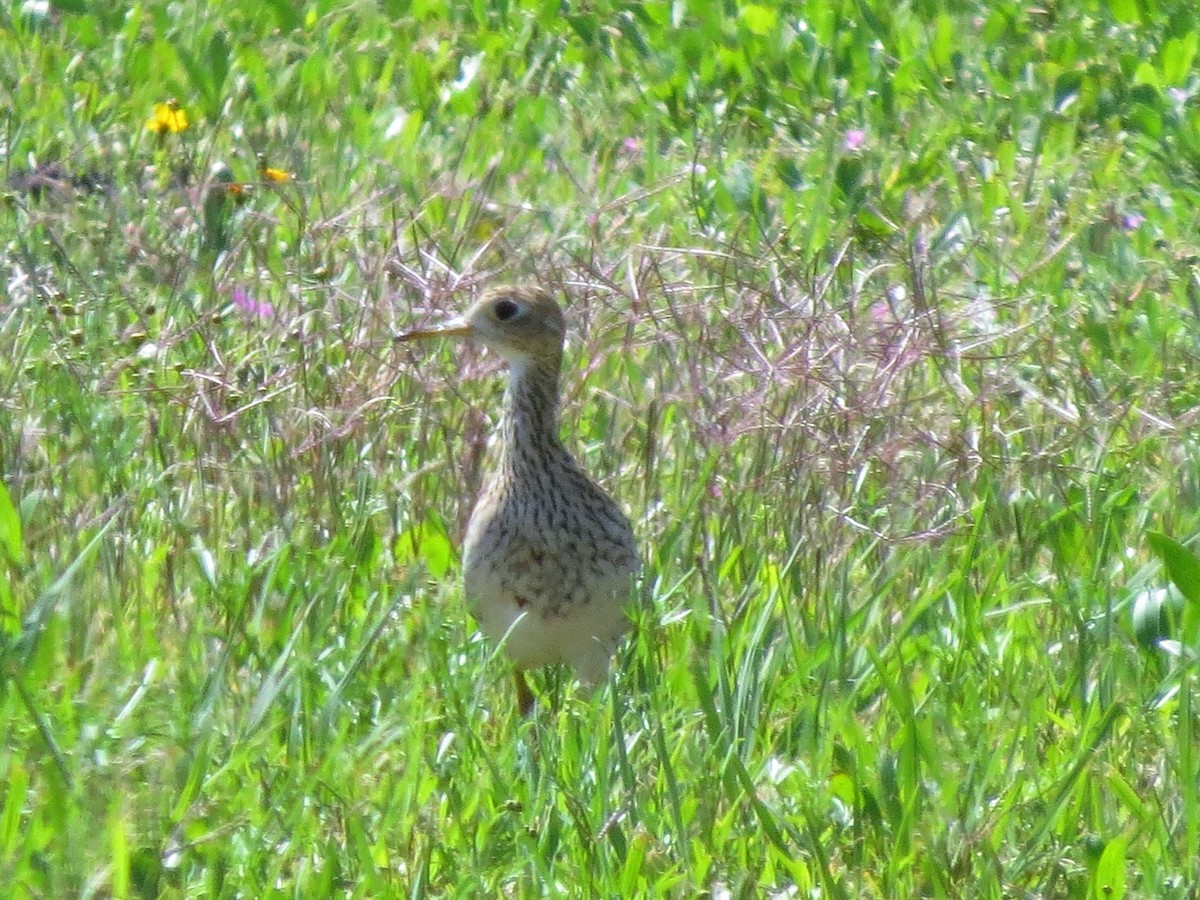 Upland Sandpiper - ML320012681