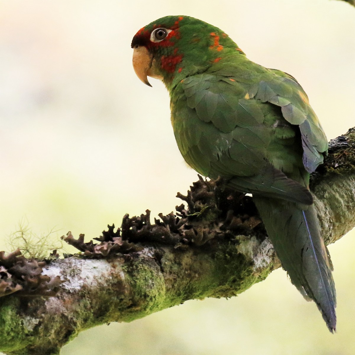 Mitred Parakeet - ML320013661