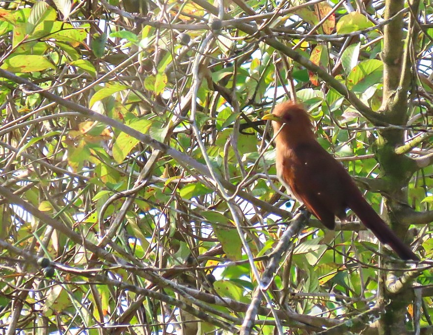 Little Cuckoo - Rogney Germeind Quibilan (Birdwatchers507) @Natyciencia507