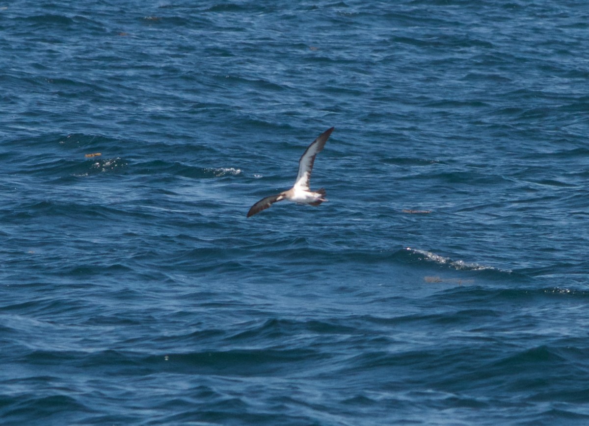 Cory's/Scopoli's Shearwater - ML32001511