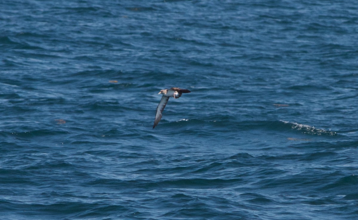 Berta maggiore/boreale - ML32001521