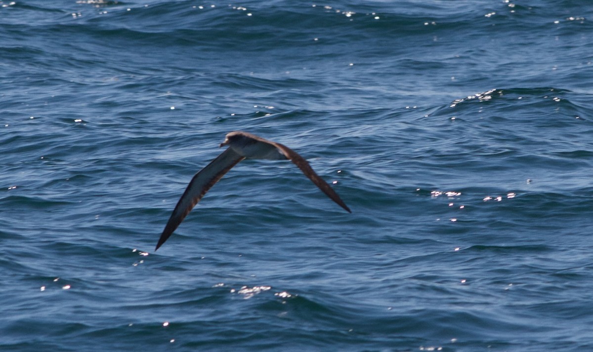 Cory's Shearwater - ML32001531