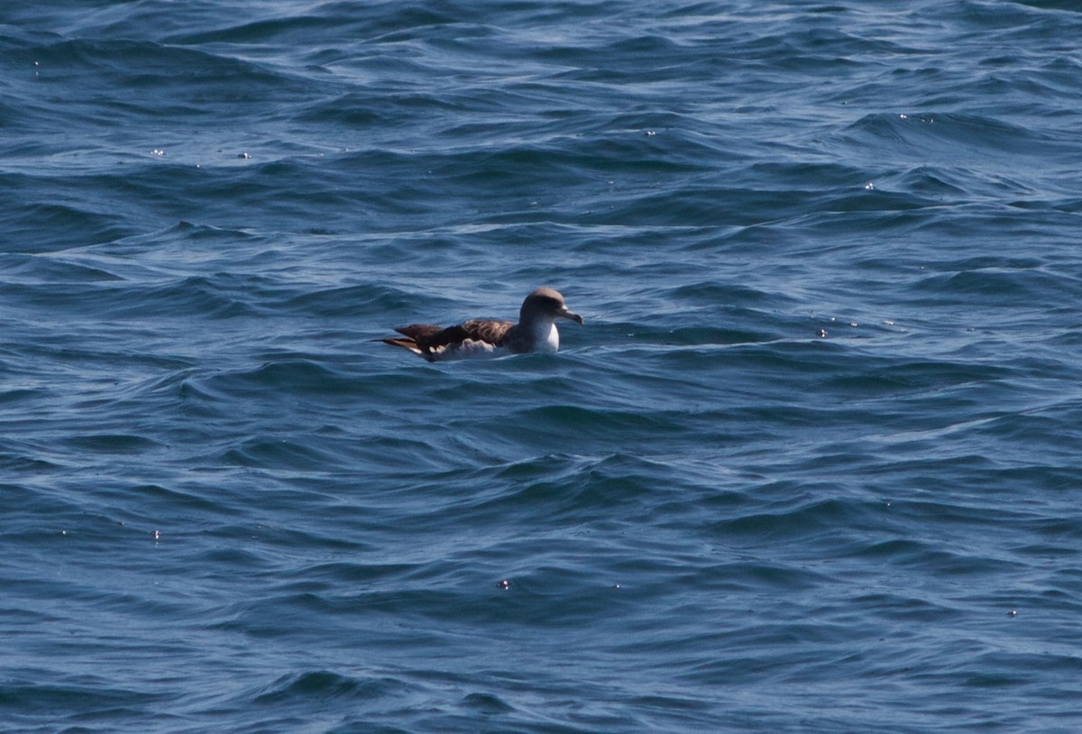 Puffin cendré - ML32001561