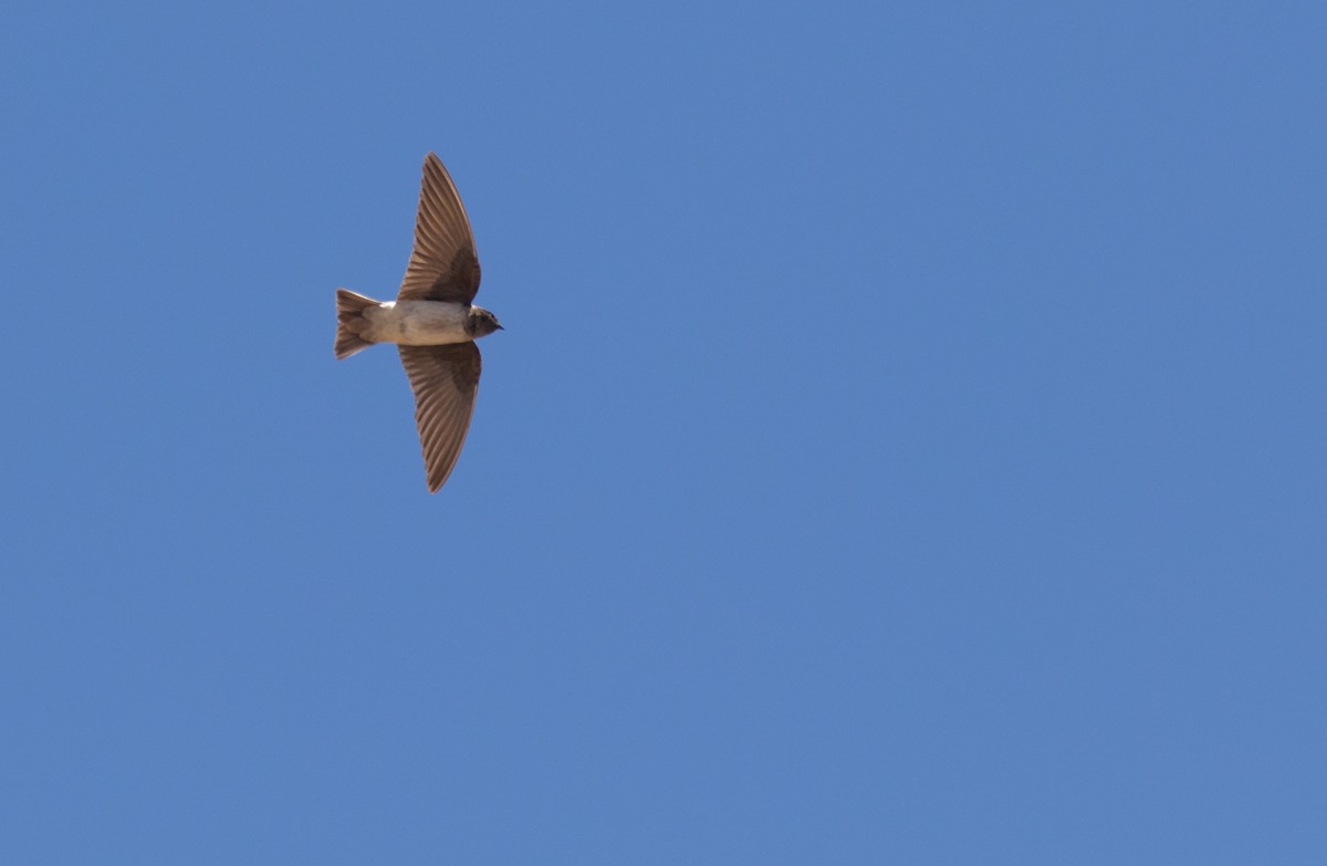 Andean Swallow - Sebastián Saiter Villagrán