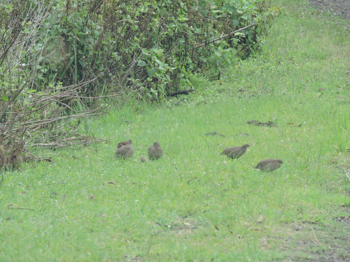 Brown Quail - ML320016321