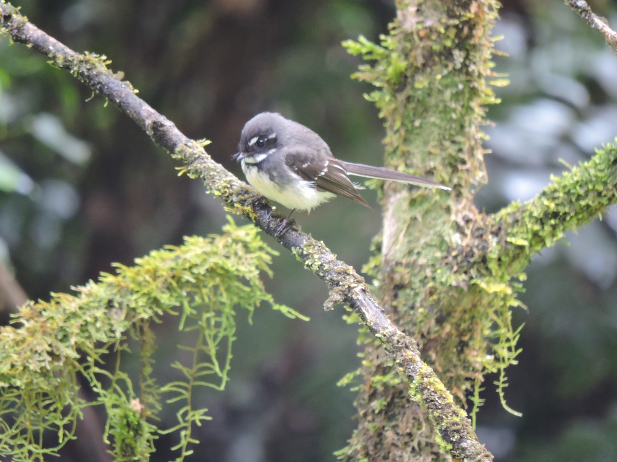 Gray Fantail - ML320016571