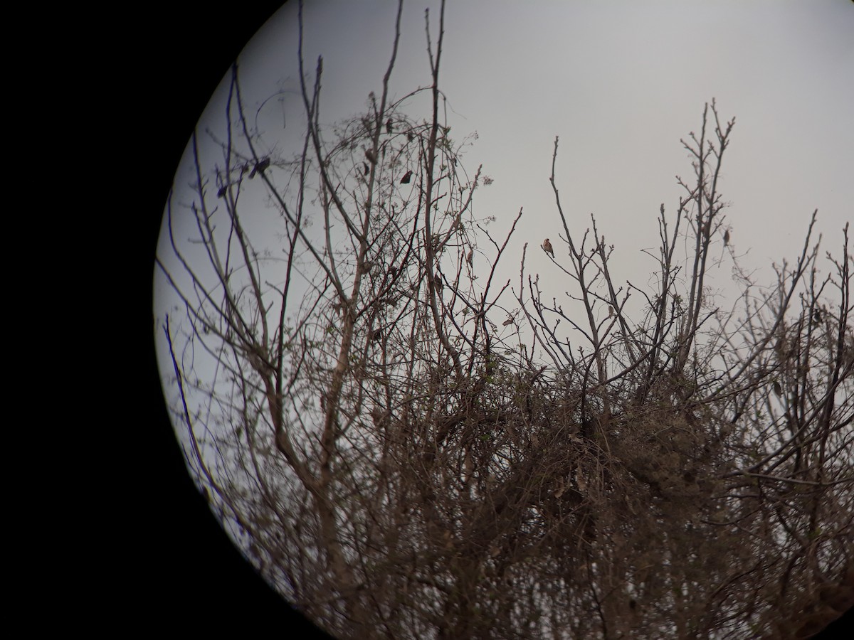 Бор бужирга - ML320016631