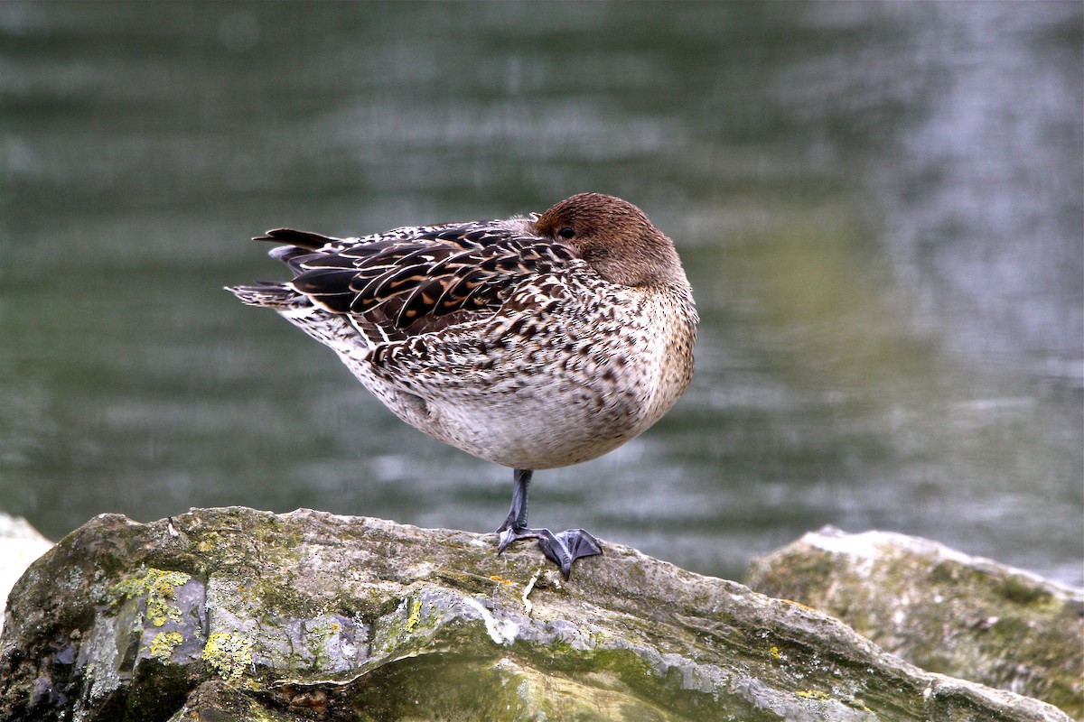 Northern Pintail - ML320018641