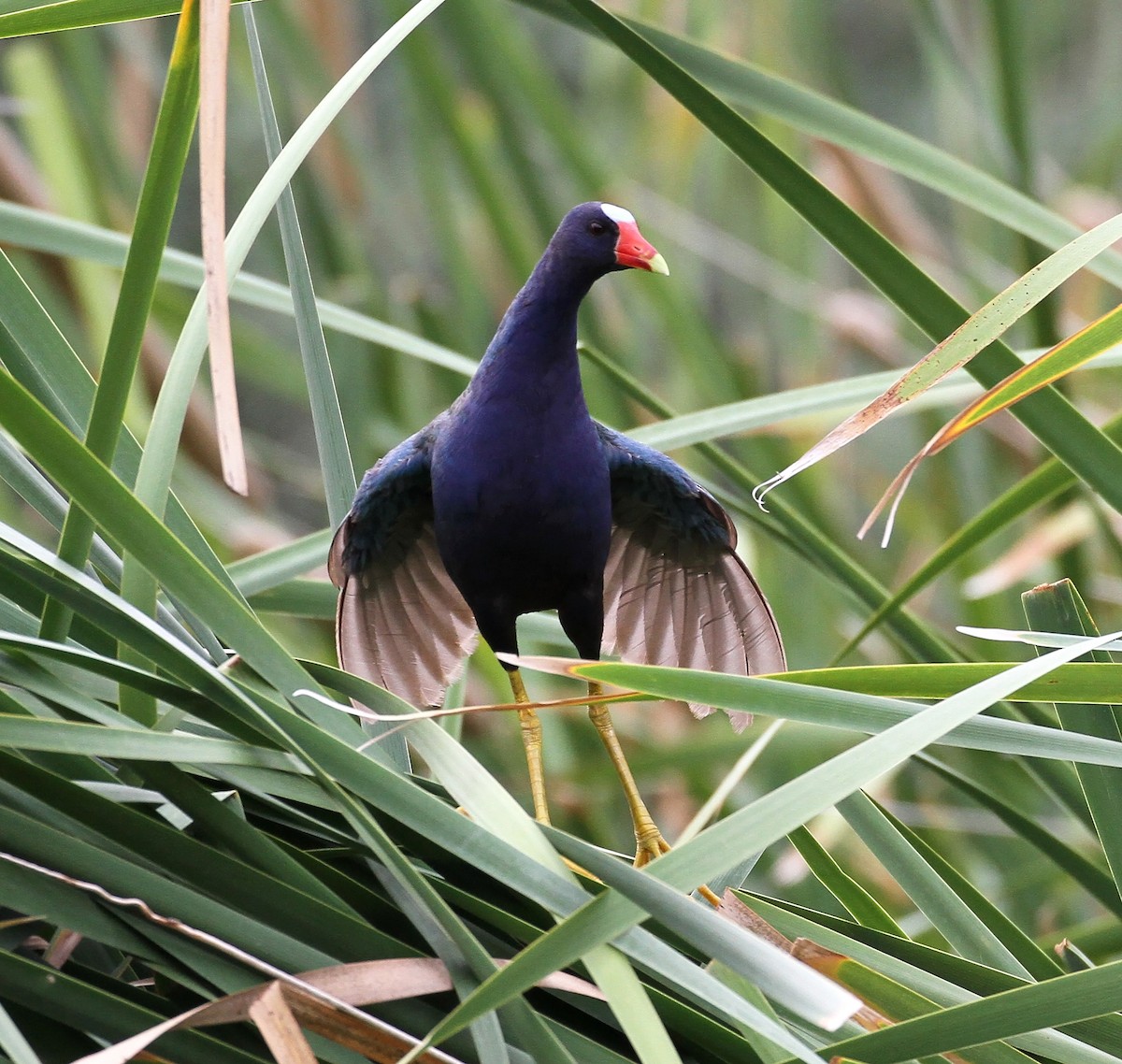 Purple Gallinule - ML32002001