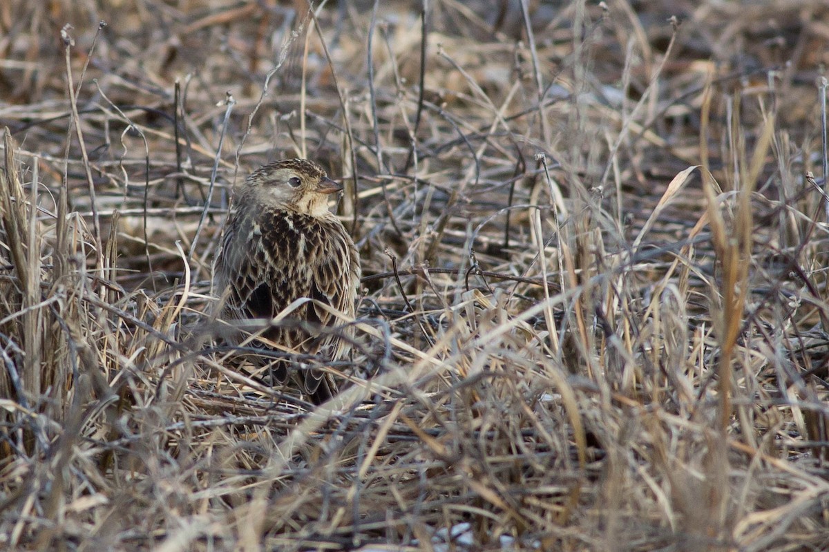 Smith's Longspur - ML320020171