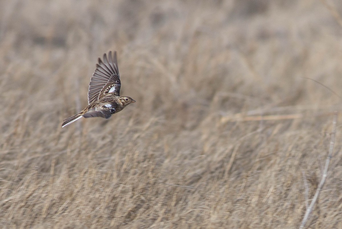 Smith's Longspur - ML320020301