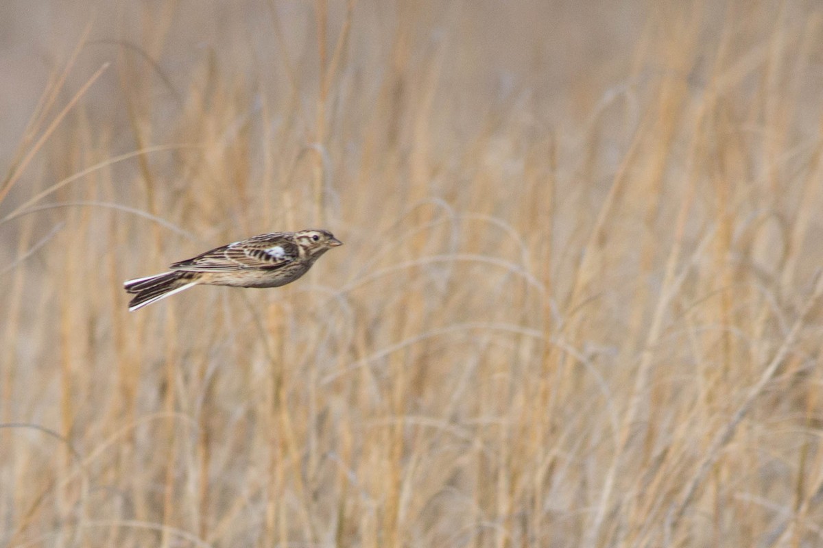 Smith's Longspur - ML320020321