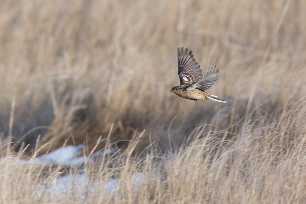 Smith's Longspur - ML320020341