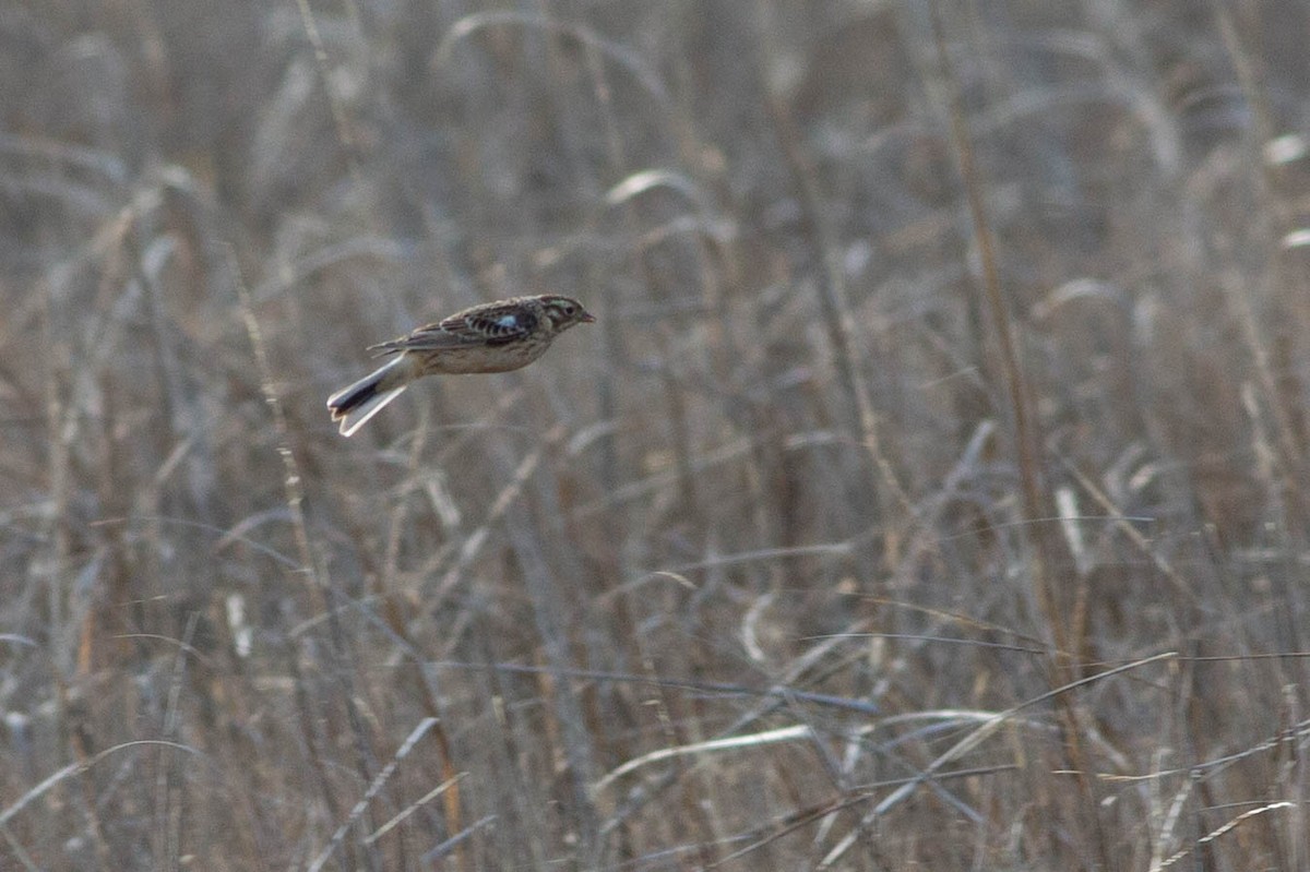 Smith's Longspur - ML320020381