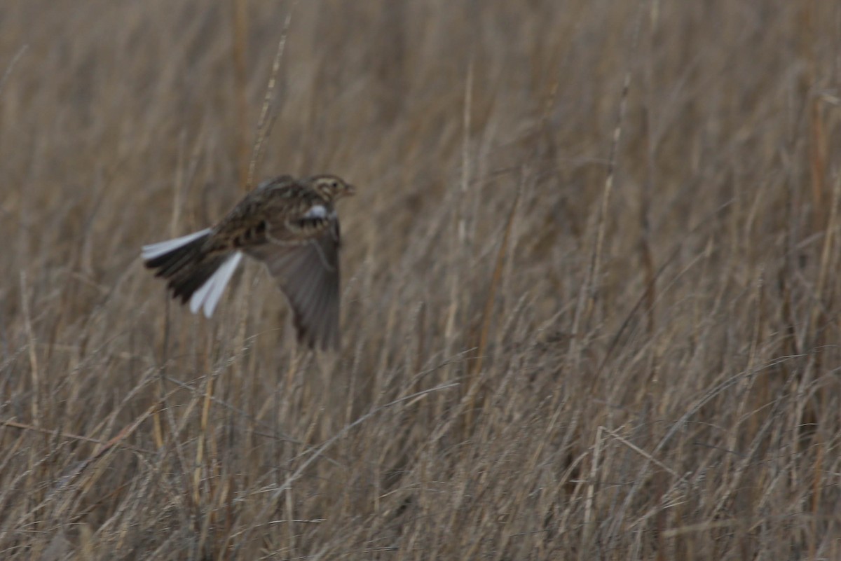 Smith's Longspur - ML320020451