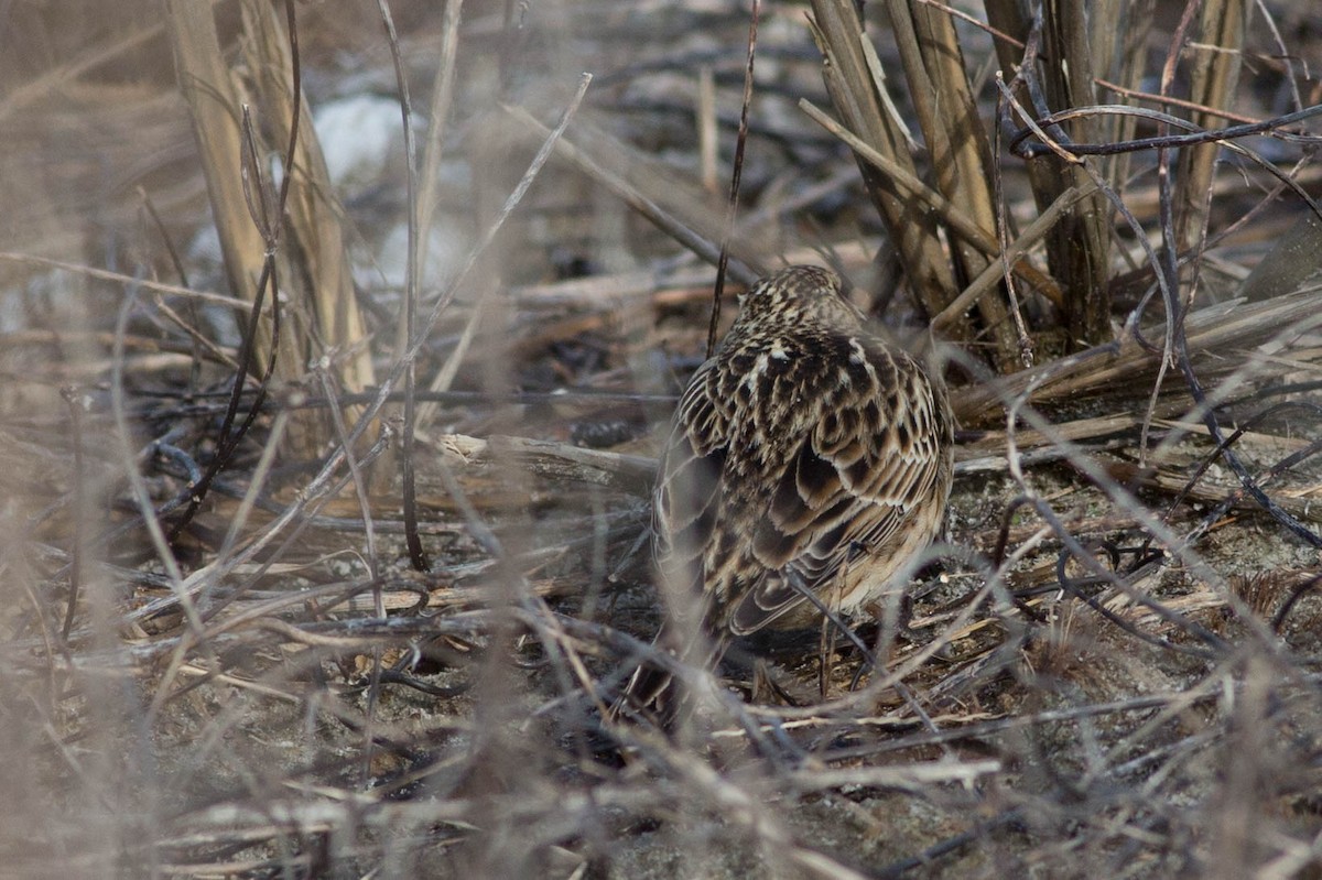 Smith's Longspur - ML320020481