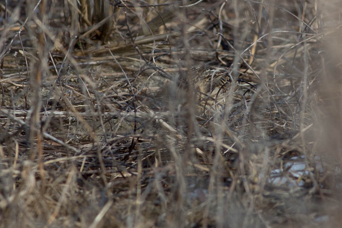 Smith's Longspur - ML320020511