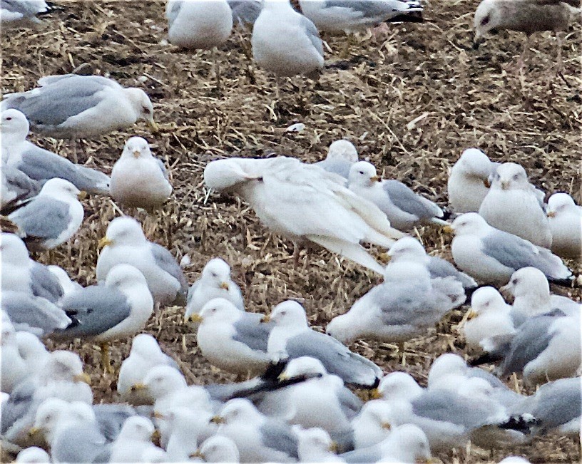 Glaucous Gull - ML320022131