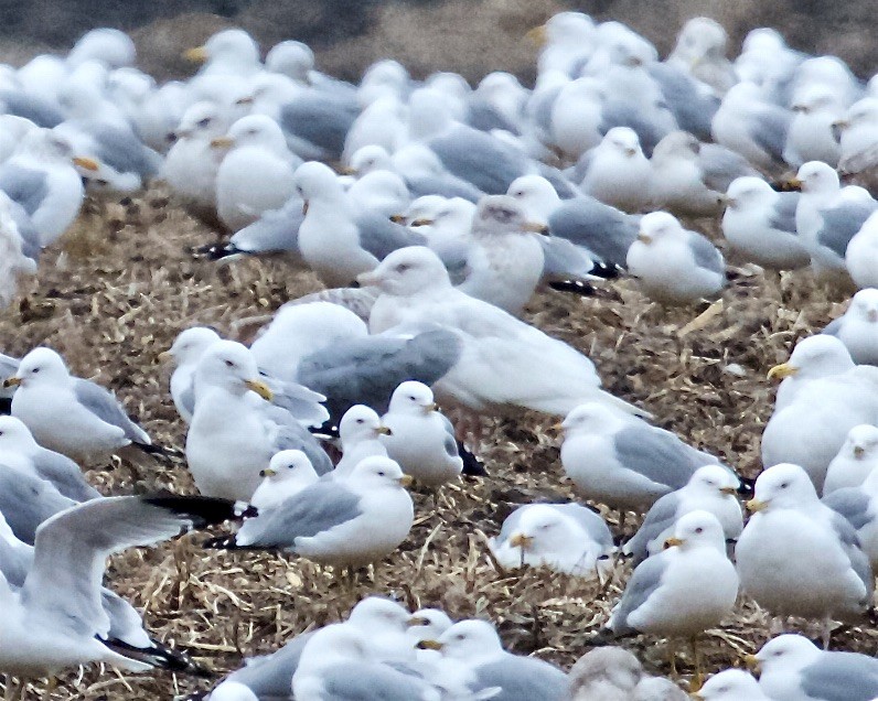 Glaucous Gull - ML320022151