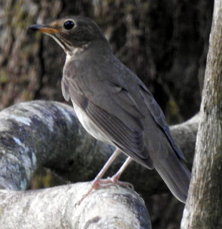 Swainson's Thrush - ML320023191